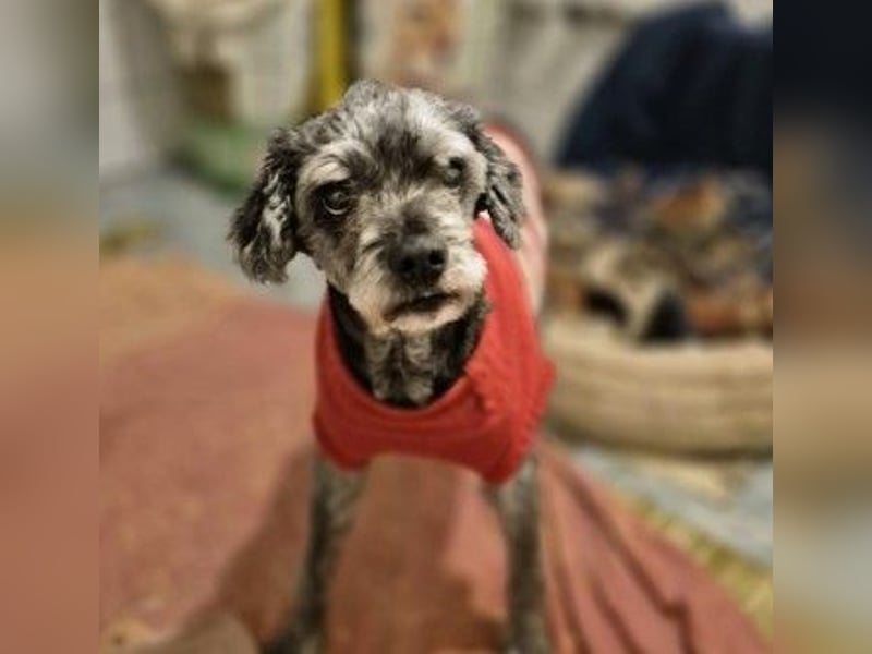 ROCKY : Ciao, altes Leben - Hallo, Happy End!