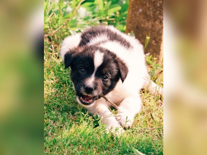 FELIX - fröhlicher Junghund sucht Happy End