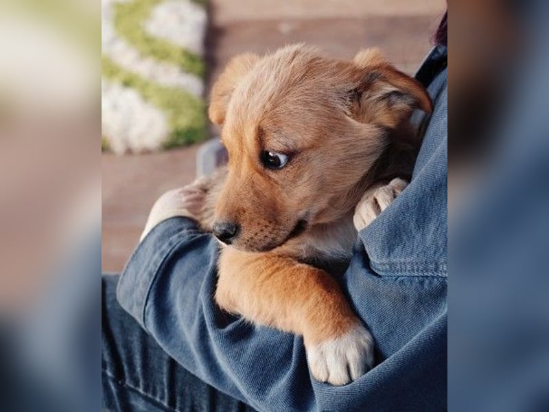 zauberhaftes Welpenmädchen Merica