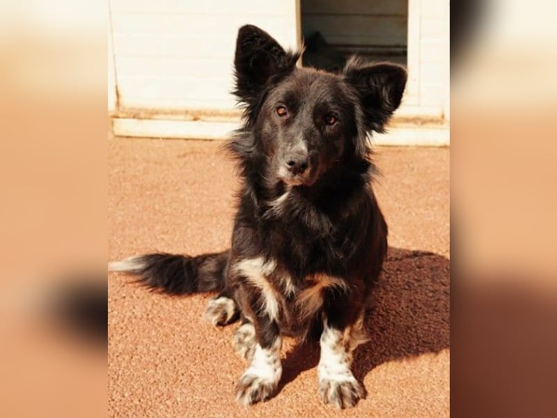 MINA - freundliche Hündin sucht ein liebevolles Zuhause