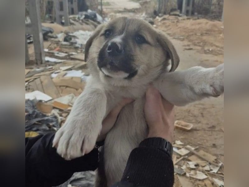 Zauberhaftes Welpenmädchen Elara sucht ihre Familie
