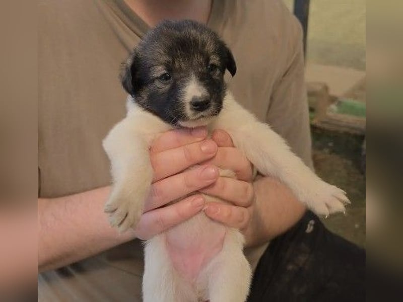 bezauberndes Welpenmädchen Frany