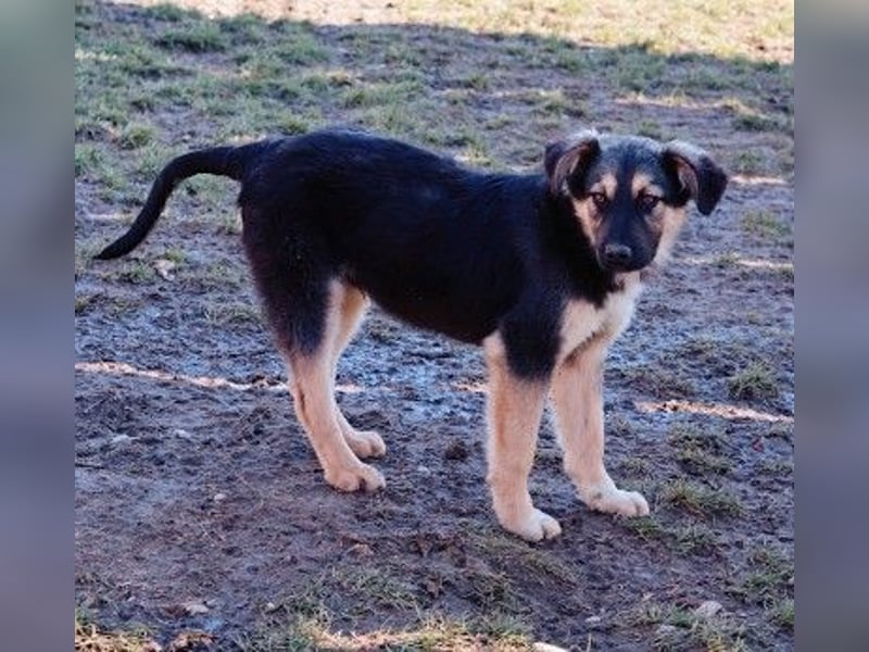Yummi-liebevoller Junghund zum Knuddeln