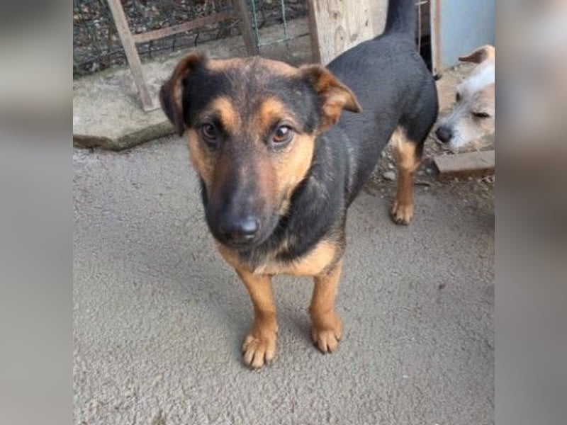 zauberhafter, lieber Trusty