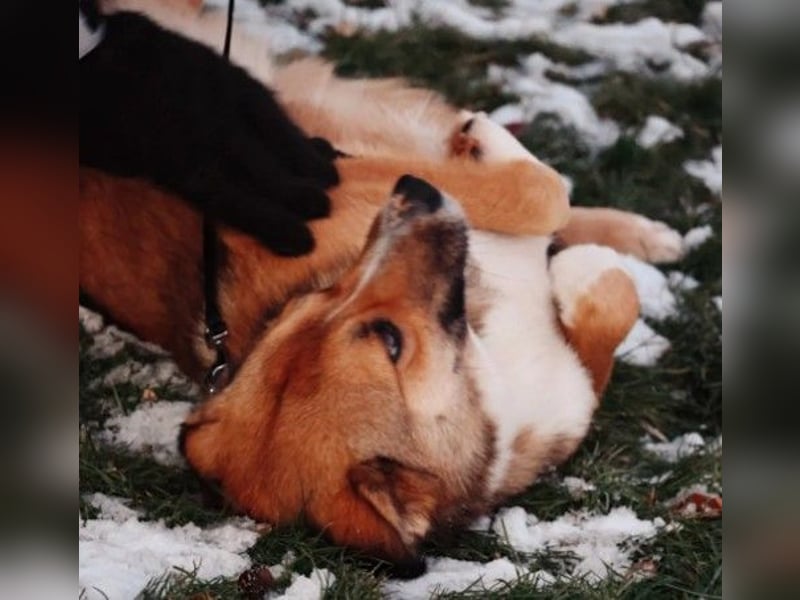 wunderschöner, lieber Bobby
