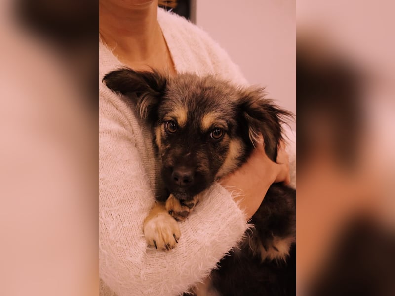 Yummi-liebevoller Junghund zum Knuddeln