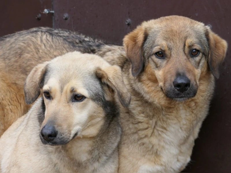 Alena - mit Geduld zur Traumhündin