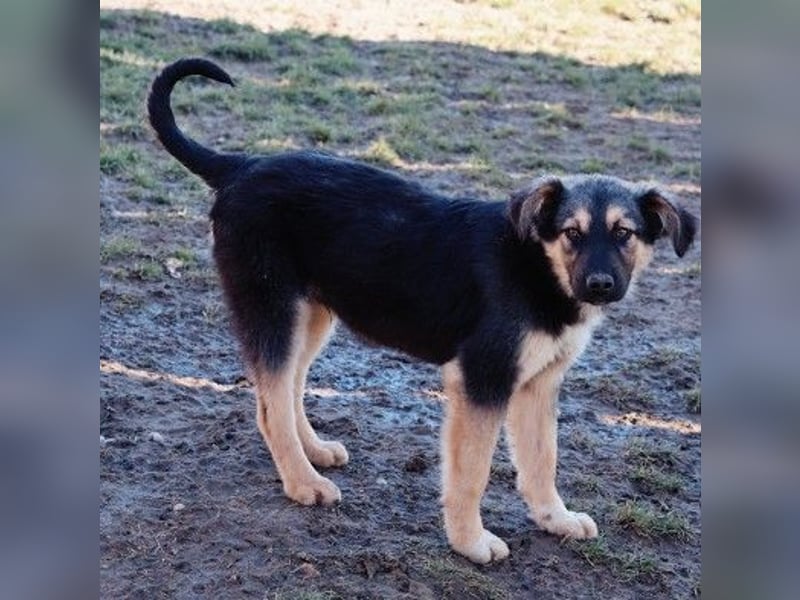 Yummi-liebevoller Junghund zum Knuddeln