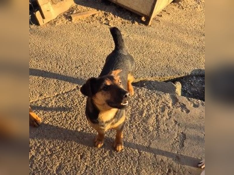 zauberhafter, lieber Trusty