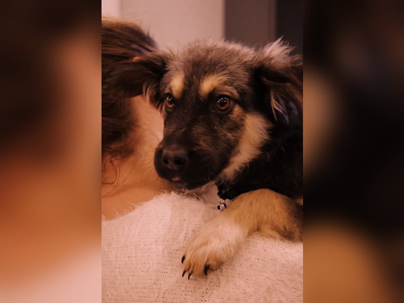 Yummi-liebevoller Junghund zum Knuddeln