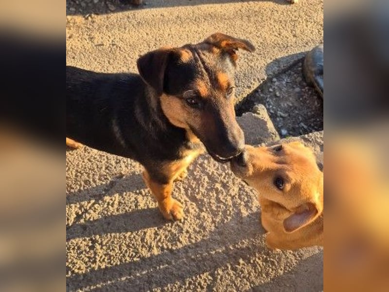 zauberhafter, lieber Trusty