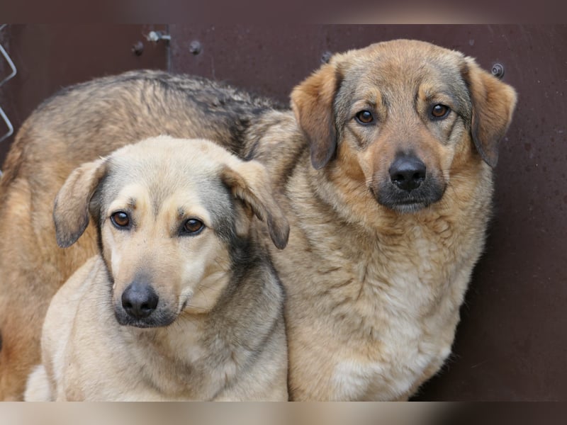 schüchterne Laura sucht