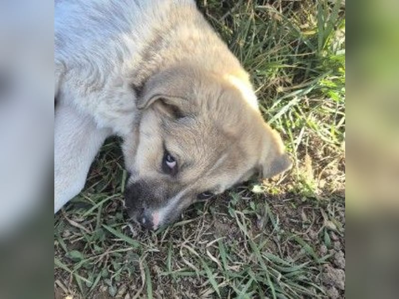 Zauberhaftes Welpenmädchen Elara sucht ihre Familie