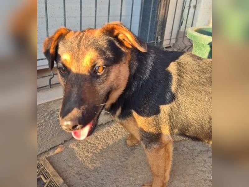 zauberhafter, lieber Trusty