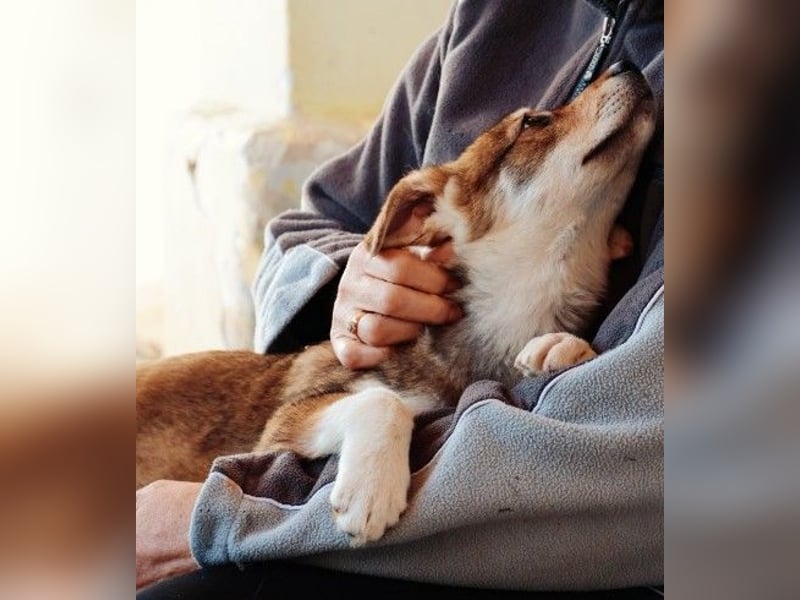 zauberhaftes Welpenmädchen Zoey