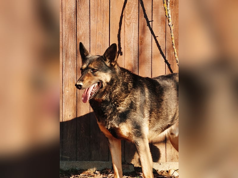 schüchterner Emil sucht