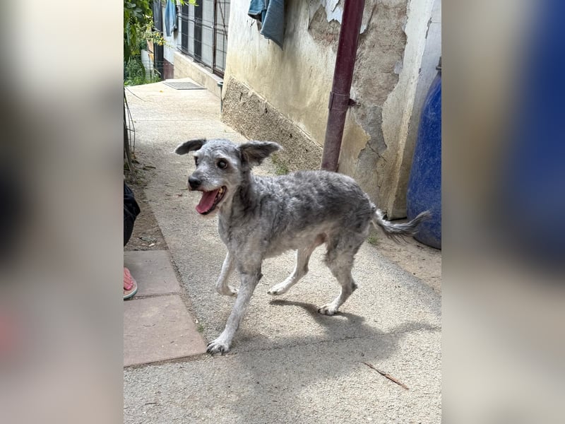 sensibler Rocky sucht ruhiges Zuhause