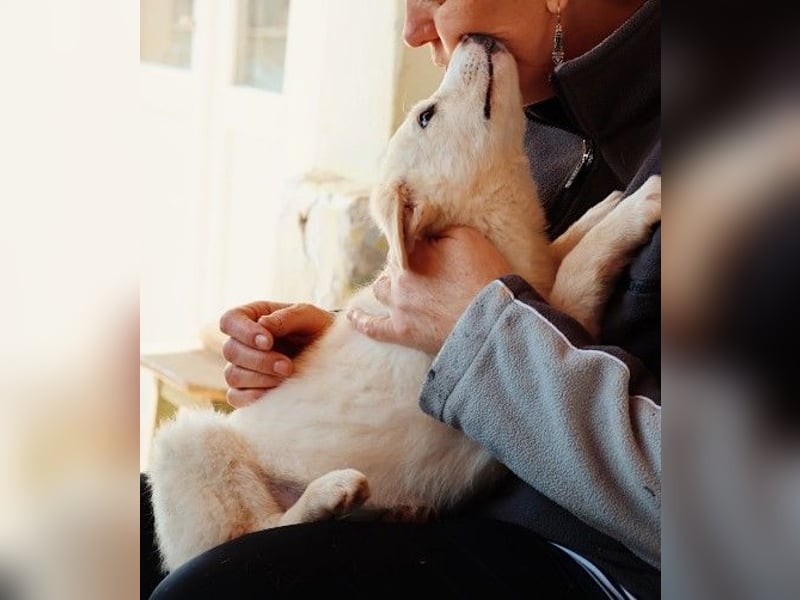 zauberhafter Welpe Zora