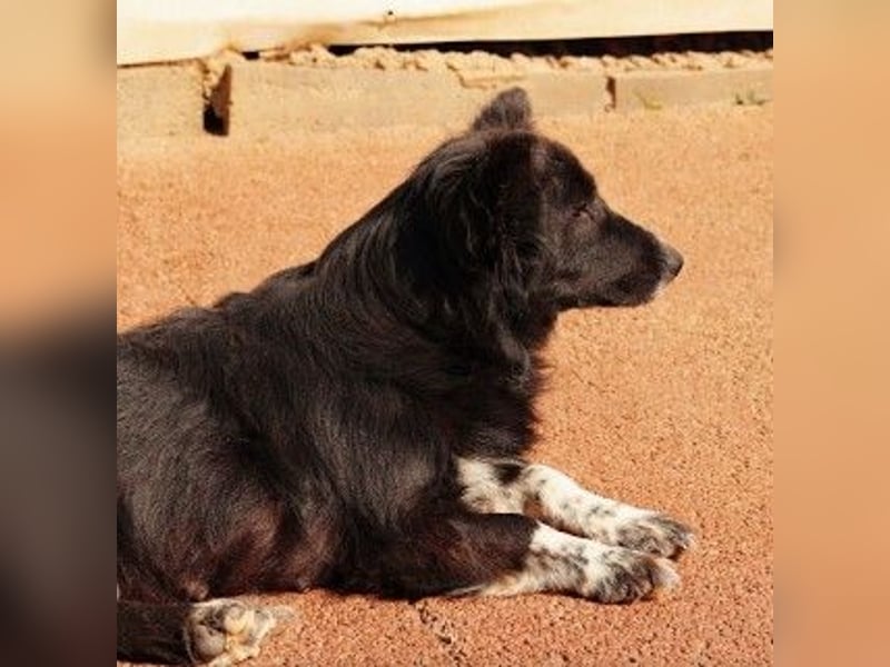 MINA - freundliche Hündin sucht ein liebevolles Zuhause