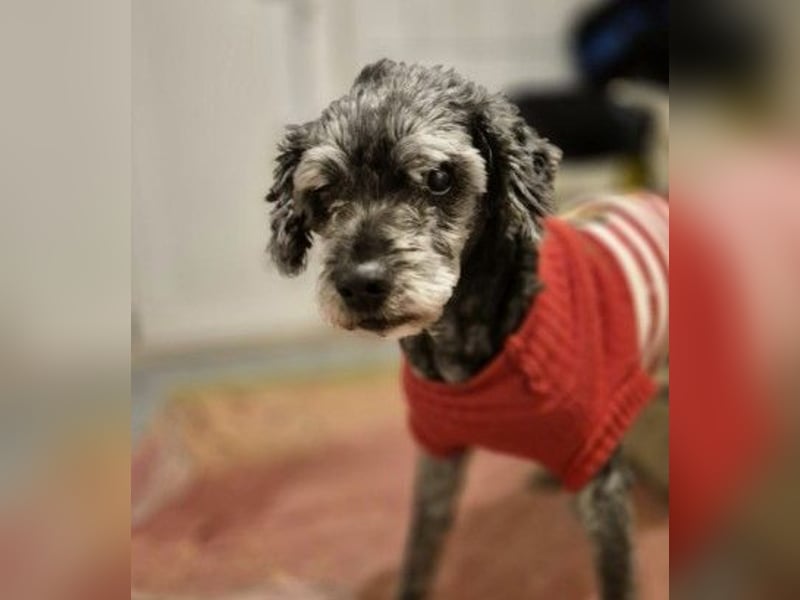 ROCKY - sensibler Rüde sucht einfühlsames Zuhause
