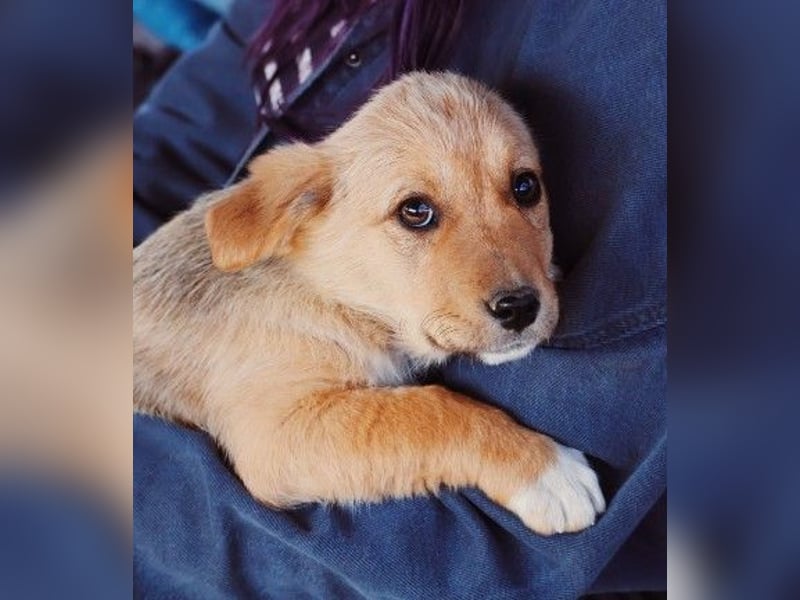 zauberhaftes Welpenmädchen Merica