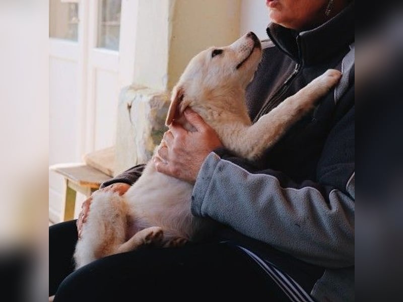 zauberhafter Welpe Zora