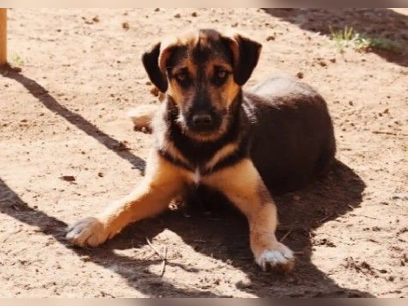 Zuckersüße, sanfte Yuna sucht ihre Herzensmenschen