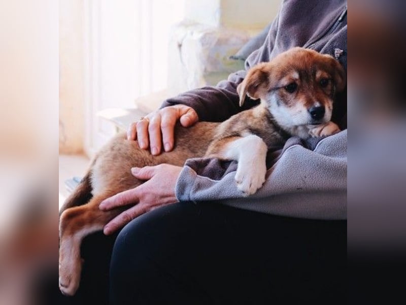 zauberhaftes Welpenmädchen Zoey