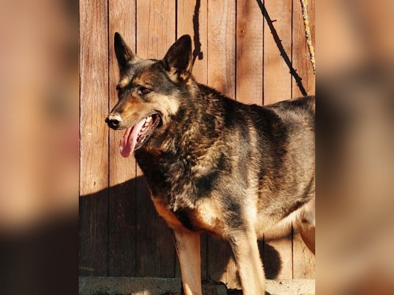 schüchterner Emil sucht