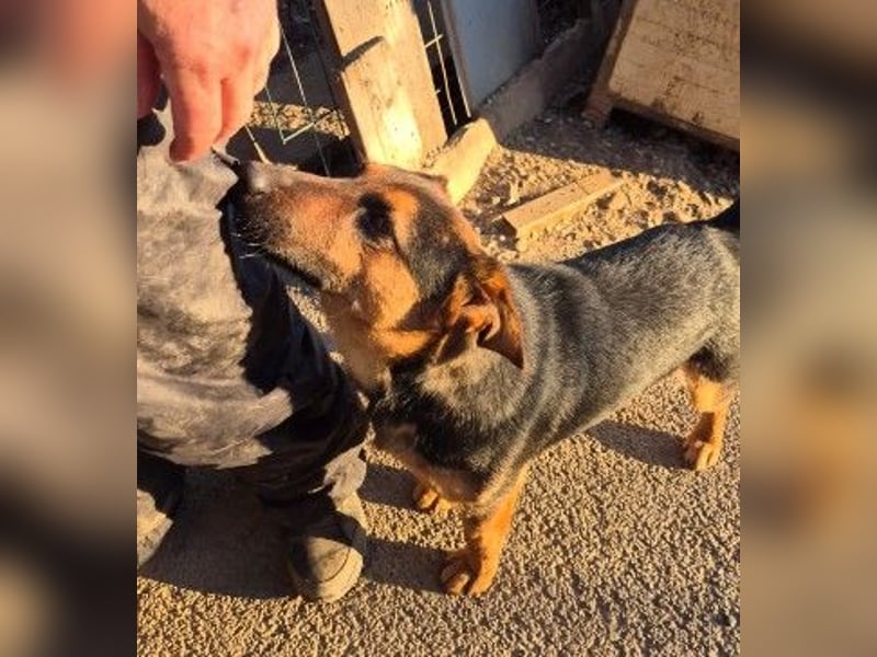 zauberhafter, lieber Trusty