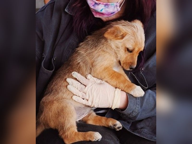 zauberhaftes Welpenmädchen Merica