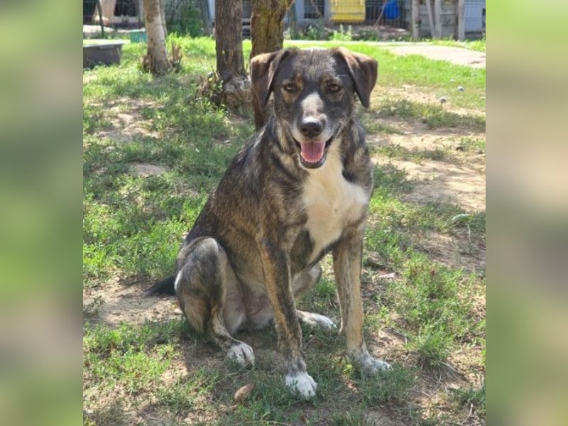 wunderschöne, freundliche Fawn sucht dringend ihre Menschen