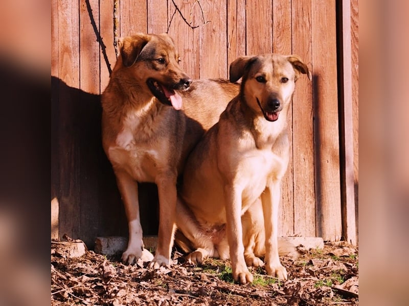 schüchterne Laura sucht