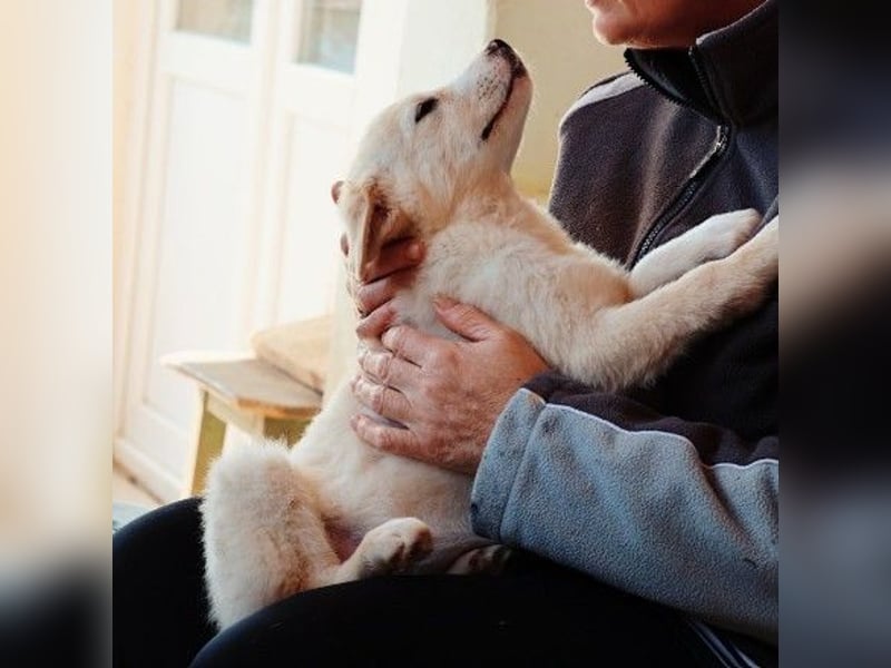 zauberhafter Welpe Zora