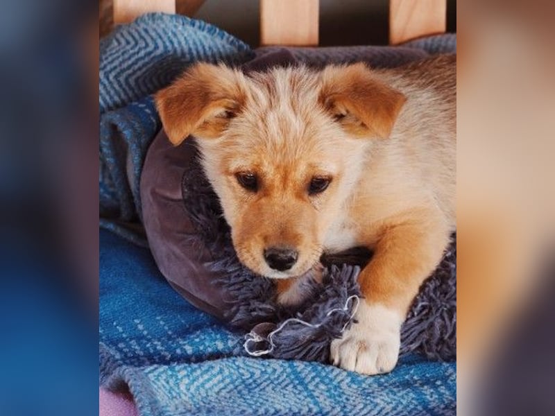 zauberhaftes Welpenmädchen Merica