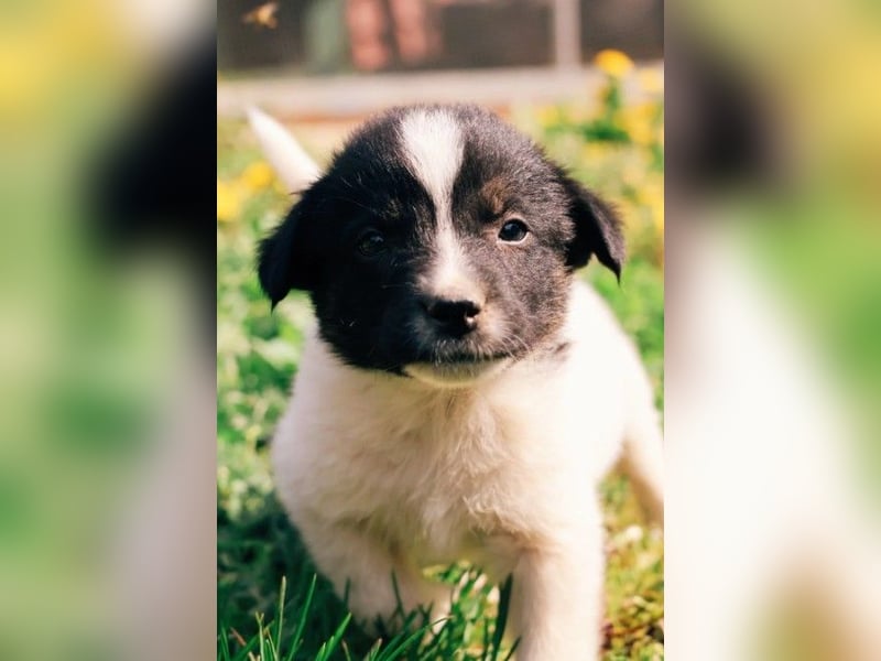 FELIX - fröhlicher Junghund sucht Happy End