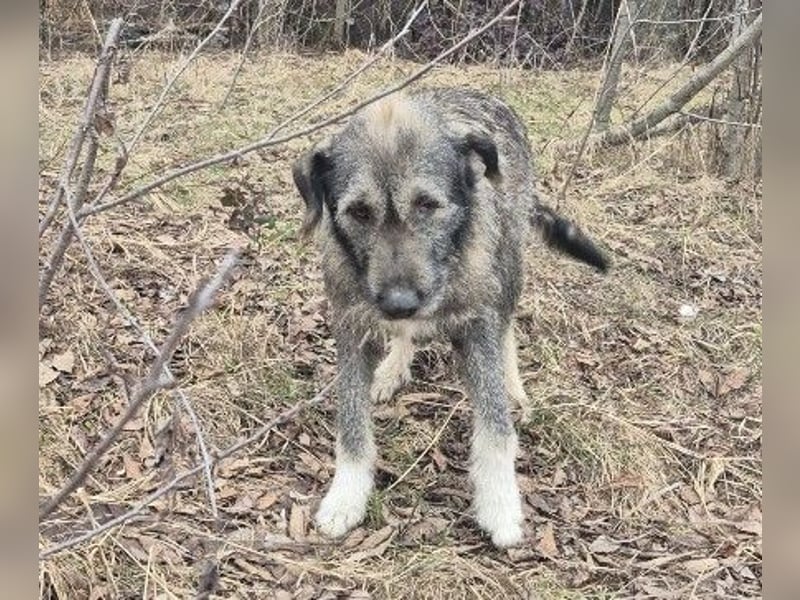 ELSA - freundliche Hündin sucht ein liebevolles Zuhause