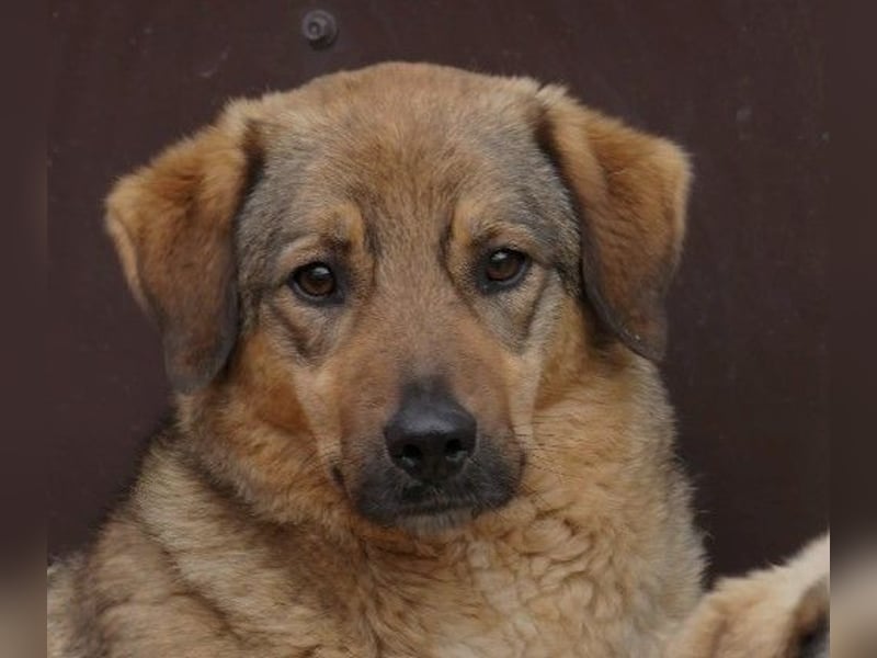 Schüchterne, liebe Alena sucht ihre Menschen