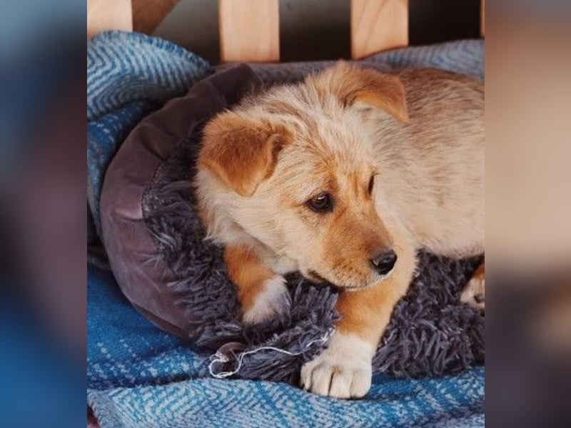 zauberhaftes Welpenmädchen Merica