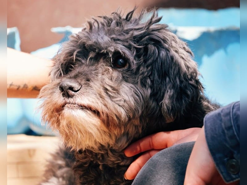 ROCKY - sensibler Rüde sucht einfühlsames Zuhause