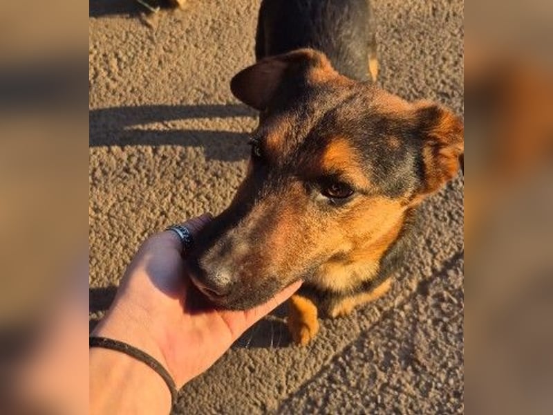 zauberhafter, lieber Trusty