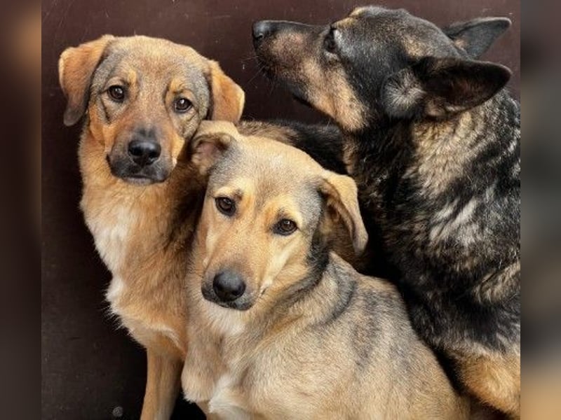 Schüchterne, liebe Alena sucht ihre Menschen