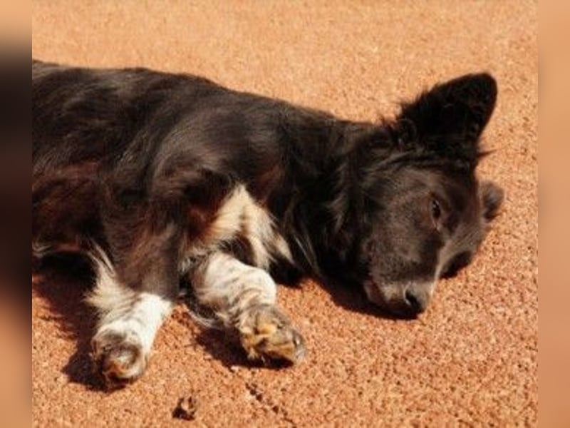MINA - freundliche Hündin sucht ein liebevolles Zuhause