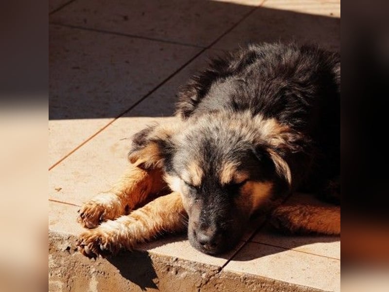 lieber, zauberhafter Junghund Yummi