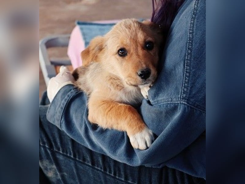 zauberhaftes Welpenmädchen Merica