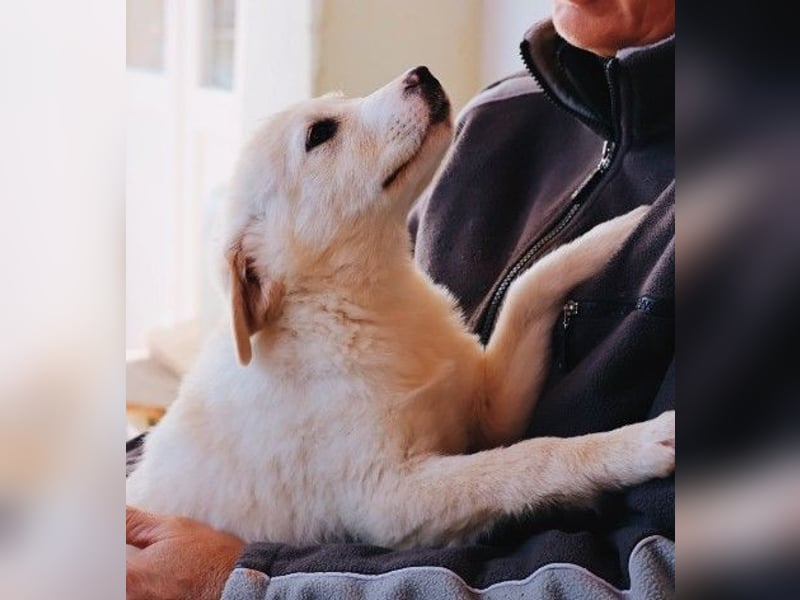 zauberhafter Welpe Zora