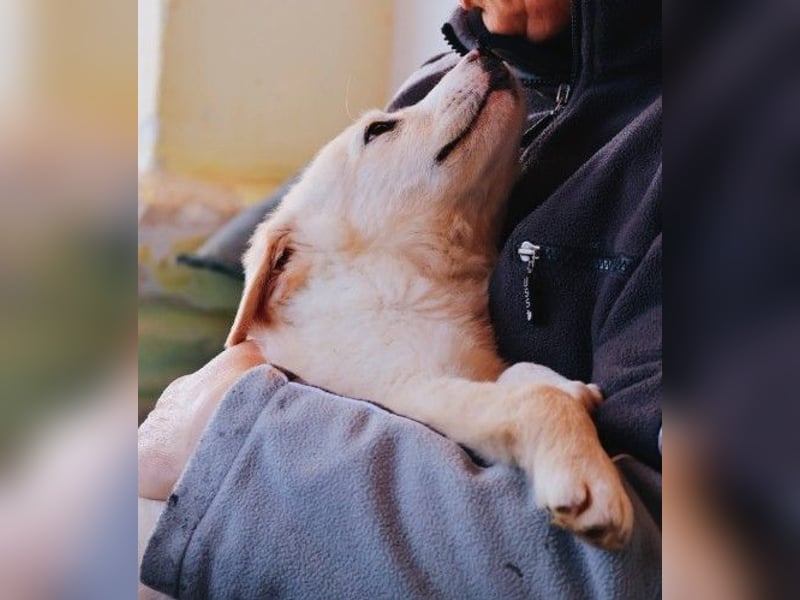 zauberhafter Welpe Zora