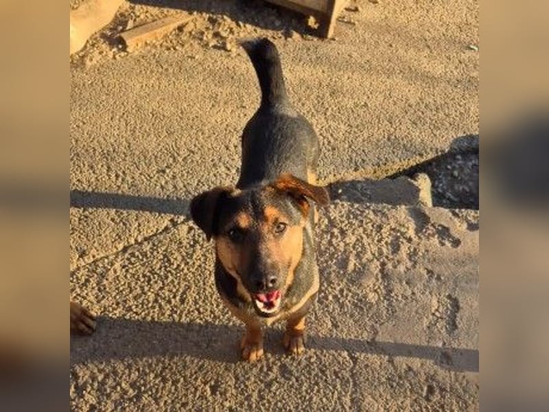 zauberhafter, lieber Trusty