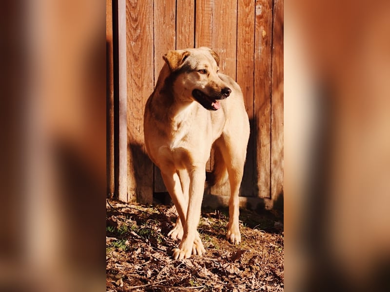Schüchterne, liebe Laura sucht ihre Familie