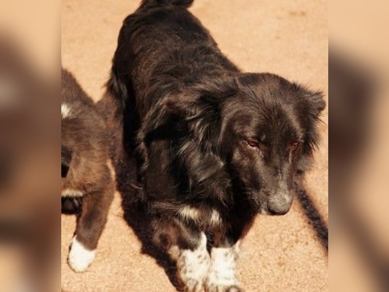 MINA - freundliche Hündin sucht ein liebevolles Zuhause